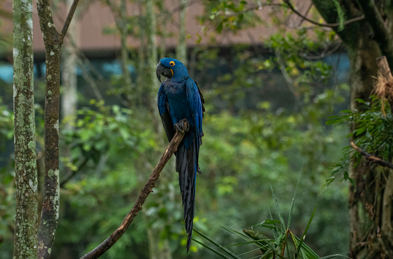 Birds